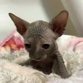 スフィンクス【埼玉県・女の子・2018年5月13日・トーティシェル】の写真2