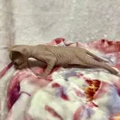 スフィンクス【埼玉県・女の子・2018年10月27日・レッドタビー】の写真2