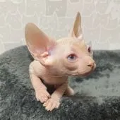 スフィンクス【埼玉県・男の子・2021年12月1日・ホワイト】の写真2