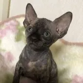 スフィンクス【埼玉県・女の子・2018年9月13日・トーティシェル】の写真3