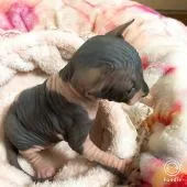 スフィンクス【埼玉県・男の子・2018年8月20日・ブラック&ホワイト】の写真3