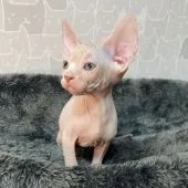 スフィンクス【埼玉県・女の子・2021年12月1日・ブラック&ホワイト】の写真4