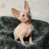 スフィンクス【埼玉県・男の子・2021年8月23日・チョコレートポイント】の写真4