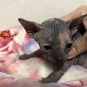 スフィンクス【埼玉県・女の子・2018年12月20日・トーティシェル】の写真4