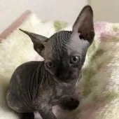 スフィンクス【埼玉県・女の子・2018年9月13日・トーティシェル】の写真4