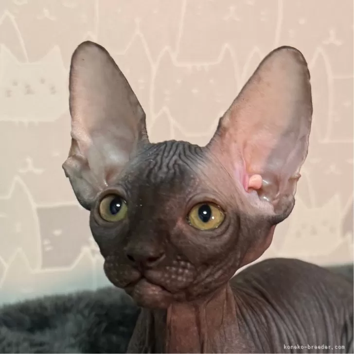 ID：2502-02437の子猫