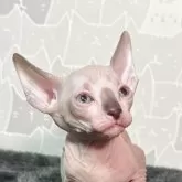 スフィンクス