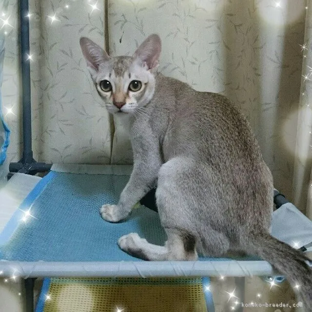 みわ 様のお迎えした子猫