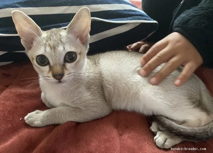 ID：2010-02004の子猫