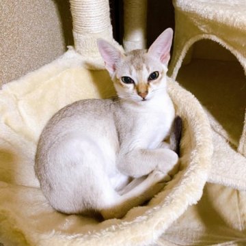 シンガプーラ【広島県・男の子・2023年5月13日・セピアアグーティ】の写真「可愛い男の子💕食欲増し増し」