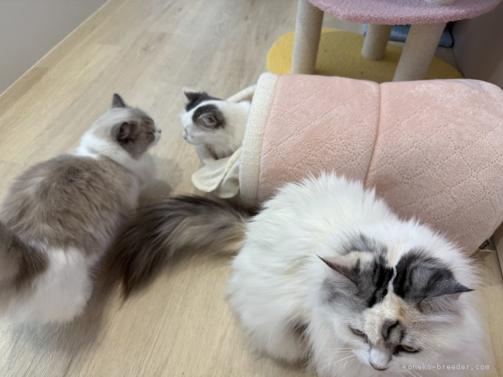 猫舎様子｜河内　志帆(かわうち　しほ)ブリーダー(福井県・マンチカン・TICA/ICC/DCC登録)の紹介写真6