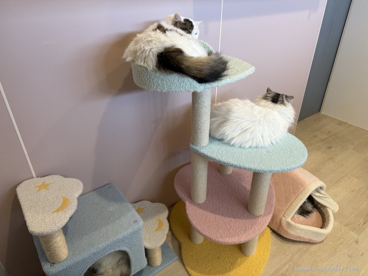 日頃の猫たち｜河内　志帆(かわうち　しほ)ブリーダー(福井県・マンチカン・TICA/ICC/DCC登録)の紹介写真9