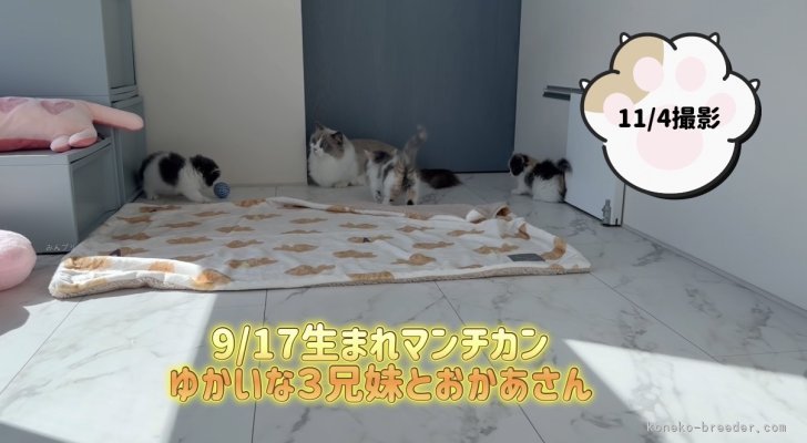 河内志帆ブリーダーのブログ：9/17生まれマンチカン子猫たち