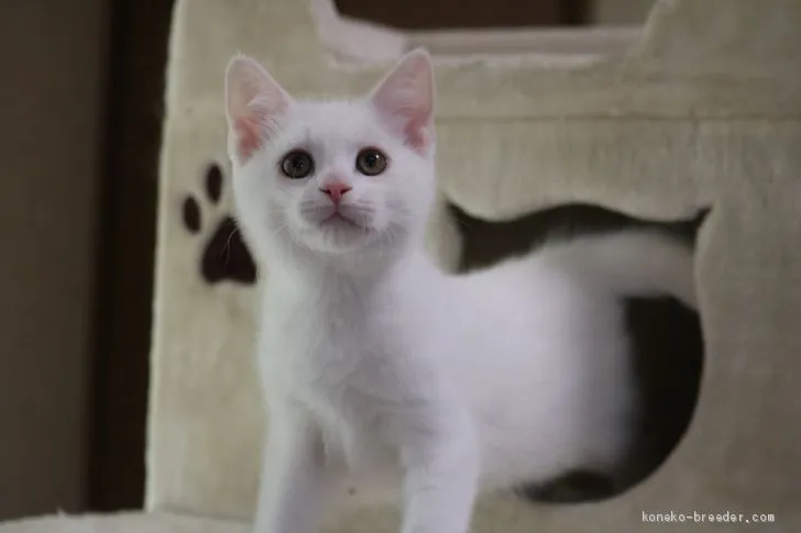 ぷかねこ 様のお迎えした子猫