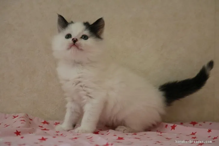 なこ 様のお迎えした子猫