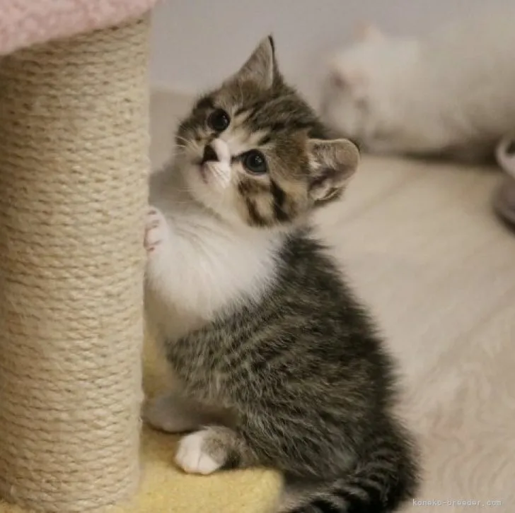 ID:2303-01277の子猫