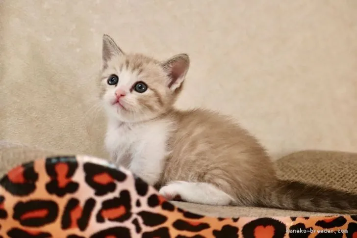 ID:2112-01907の子猫