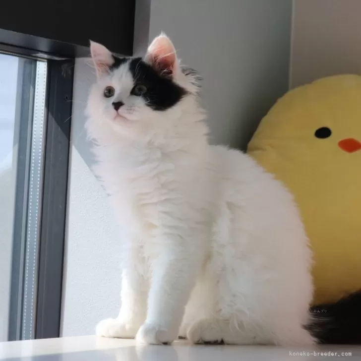 ID：2312-02089の子猫