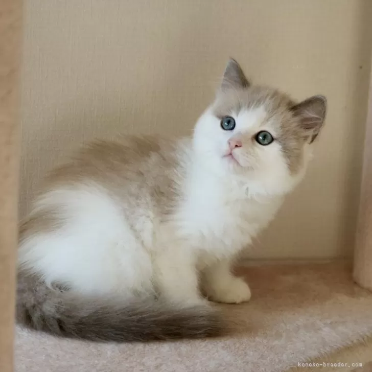 ID:2406-03066の子猫