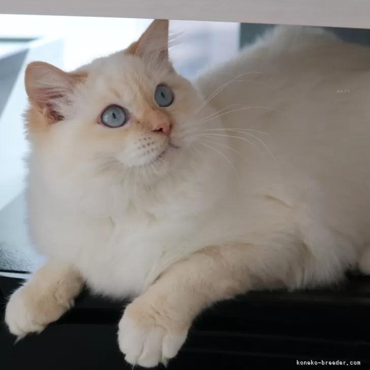 ニコニコ 様のお迎えした子猫