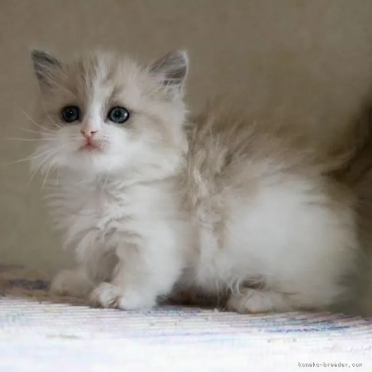 ID:2210-00237の子猫