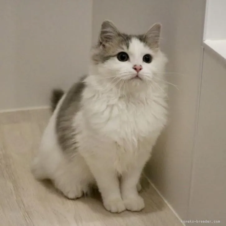 S.H 様のお迎えした子猫