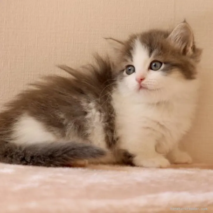 Y.M 様のお迎えした子猫