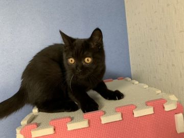 マンチカン(長足)【福井県・女の子・2018年7月31日・ブラウンマッカレルタビー(短毛)（ほぼ黒猫ちゃんです）】の写真「穏やかな女の子です」