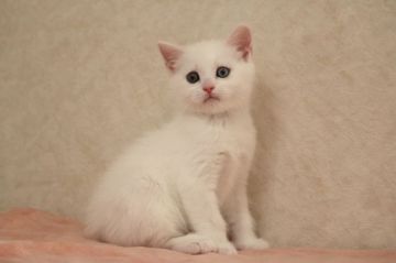 マンチカン(長足)【福井県・女の子・2021年11月18日・ホワイト（短毛）】の写真「良血統のきれいな真っ白さんです」