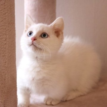 マンチカン(短足)【福井県・男の子・2023年2月9日・ホワイト（ショートヘア）】の写真「良血統。ブルーアイの男の子　5/23動画更新しまし」
