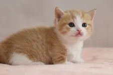 マンチカン(短足)【福井県・男の子・2018年1月22日・レッドタビー&ホワイト】の写真3「体格も男の子らしくしっかりしています」