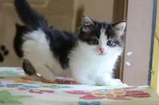 マンチカン(短足)【福井県・女の子・2020年4月6日・ブラウンクラシックタビー&ホワイト】の写真4