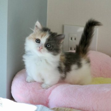 マンチカン(短足)【福井県・女の子・2025年9月17日・ダイリュートキャリコ（ロングヘアー）】の写真「綺麗な毛色の短足女の子です（11/6写真更新」