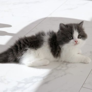 マンチカン(短足)【福井県・男の子・2025年9月17日・ブルー&ホワイト（ロングヘアー）】の写真「かわいいお顔だと思います（11/16写真更新」