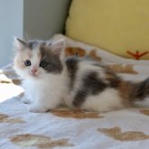 マンチカン(短足)