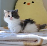 マンチカン(短足)