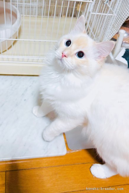 坂田佳枝ブリーダーのブログ：おもちゃをゲットした僕