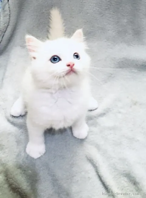 ID:2006-01958の子猫