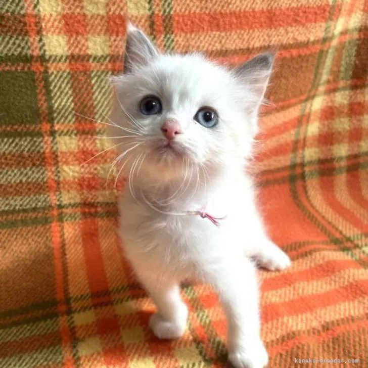 ID：2303-01003の子猫