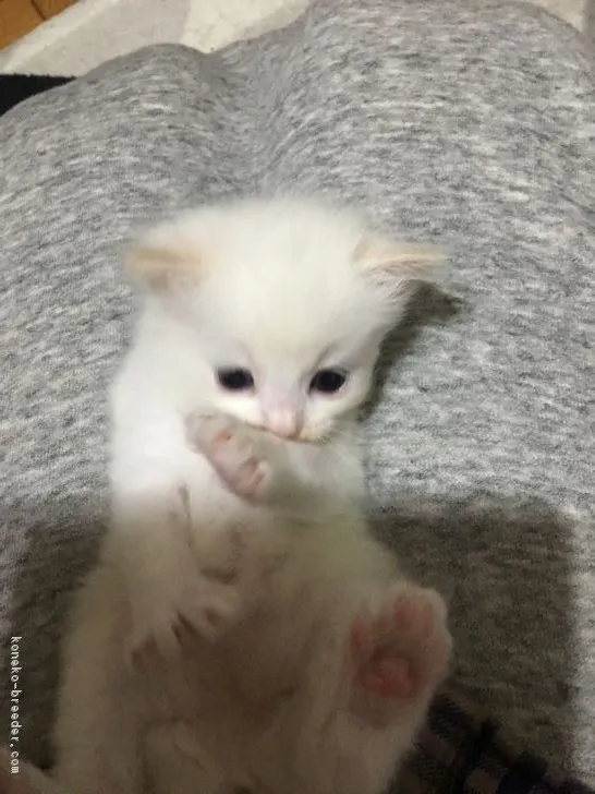 ID:1712-00509の子猫