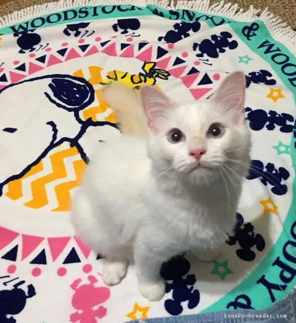ID：1709-00638の子猫