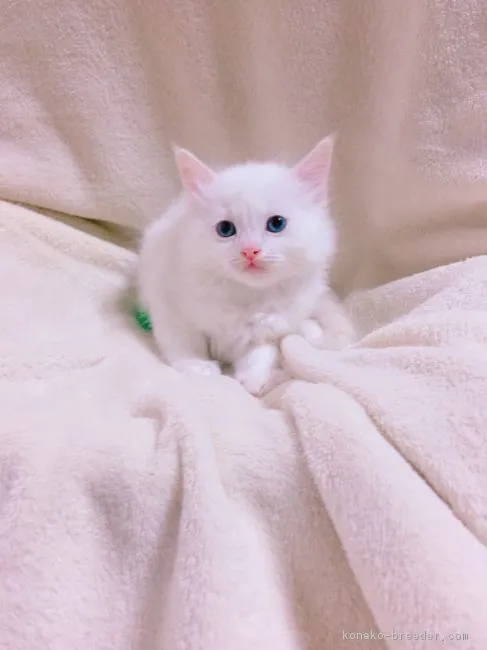 ID:1903-00066の子猫