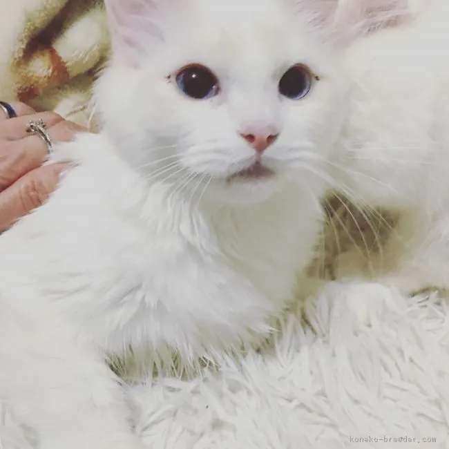 あくん 様のお迎えした子猫