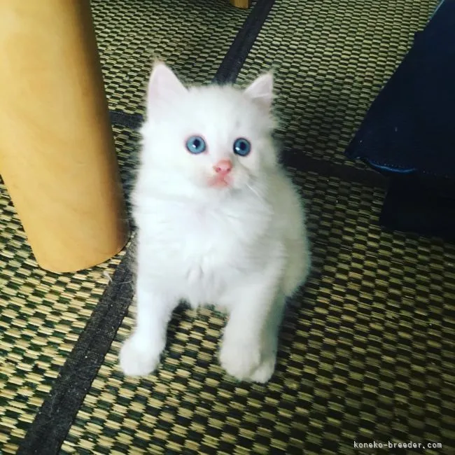 ID：2106-00426の子猫