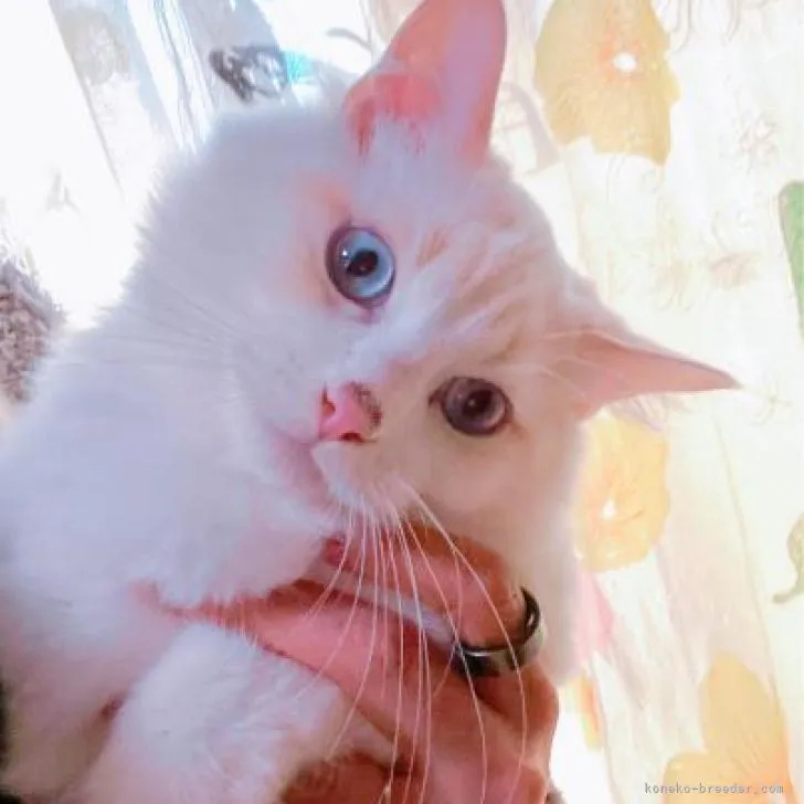 ID:2211-02775の子猫