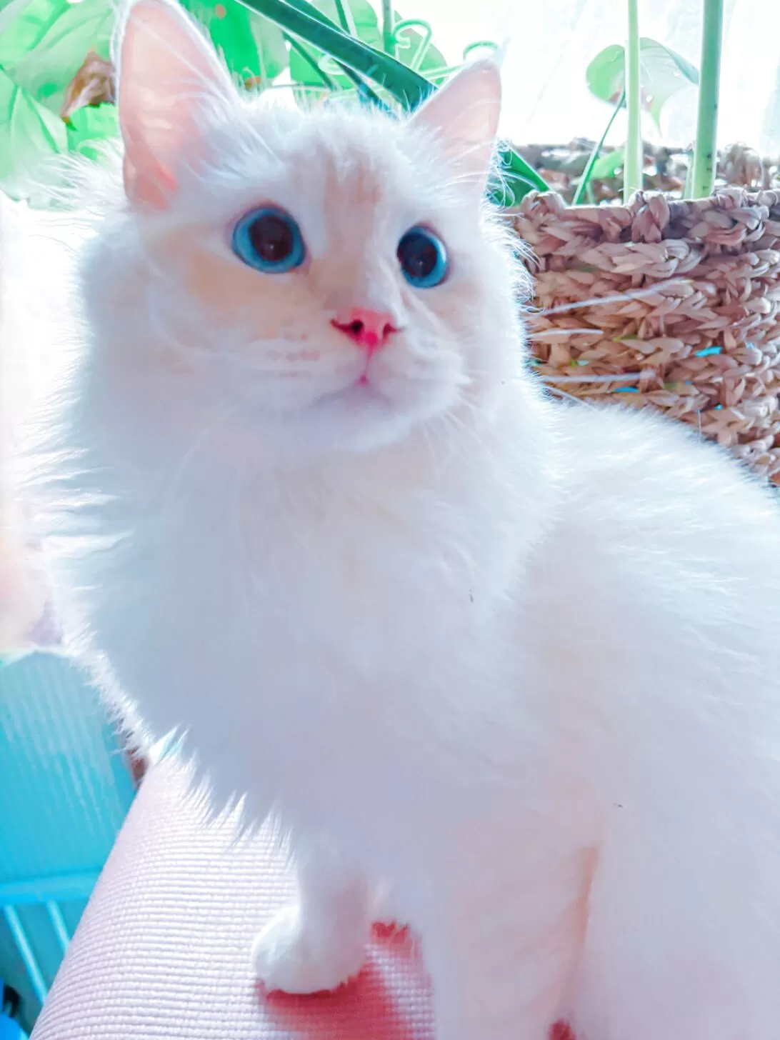 やま 様のお迎えした子猫