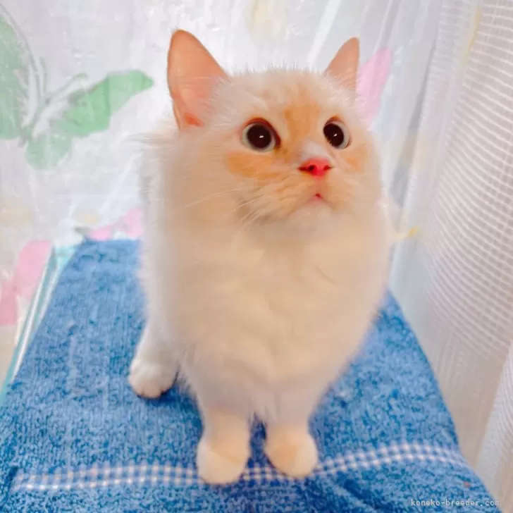 E.H 様のお迎えした子猫