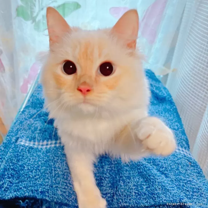 ID：2409-02982の子猫