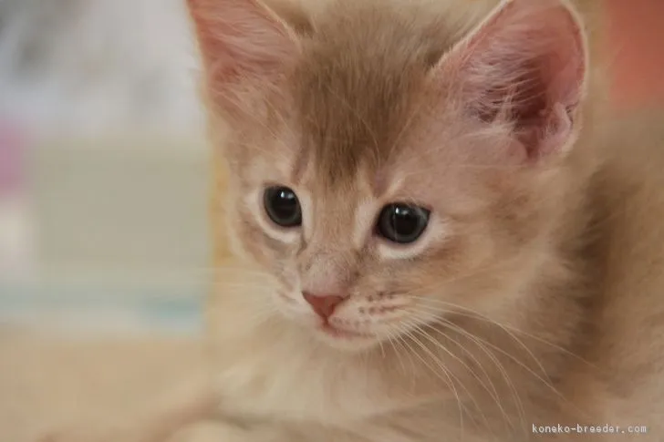 ID:1803-00941の子猫