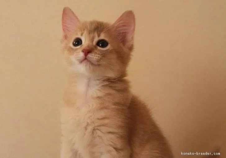 ID:1710-00211の子猫